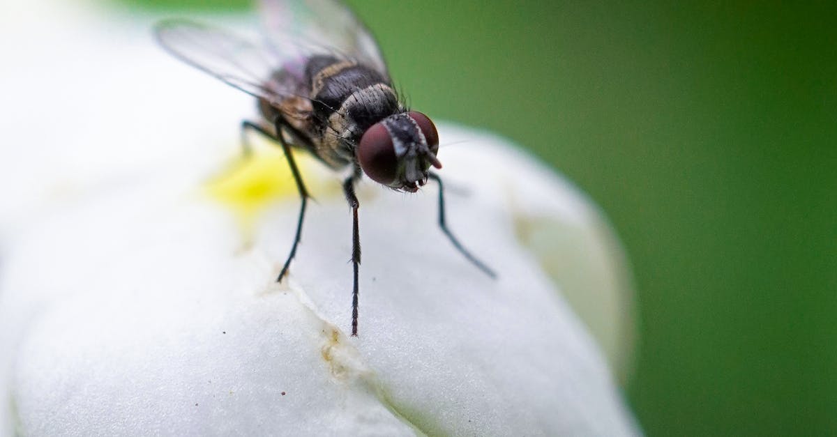 Chemical Treatments vs. Natural Remedies: A Comparative Analysis