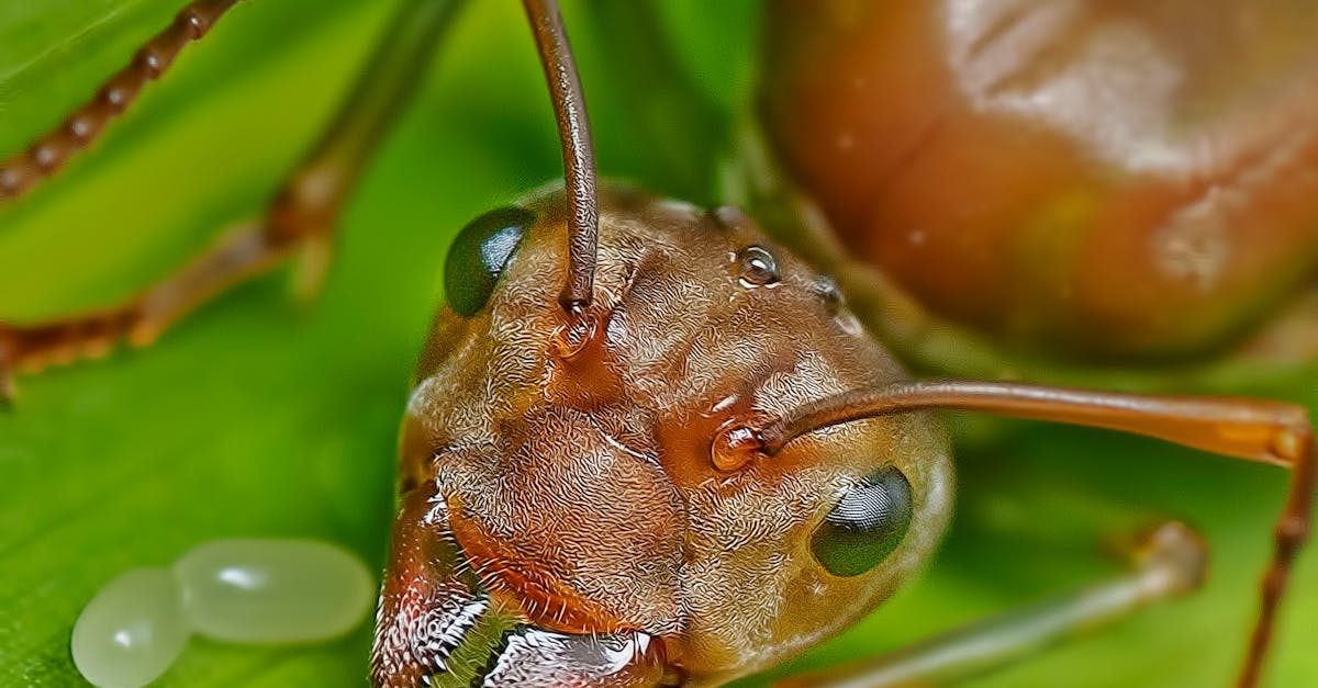 Comparing Borate Treatments with Traditional Chemical Methods