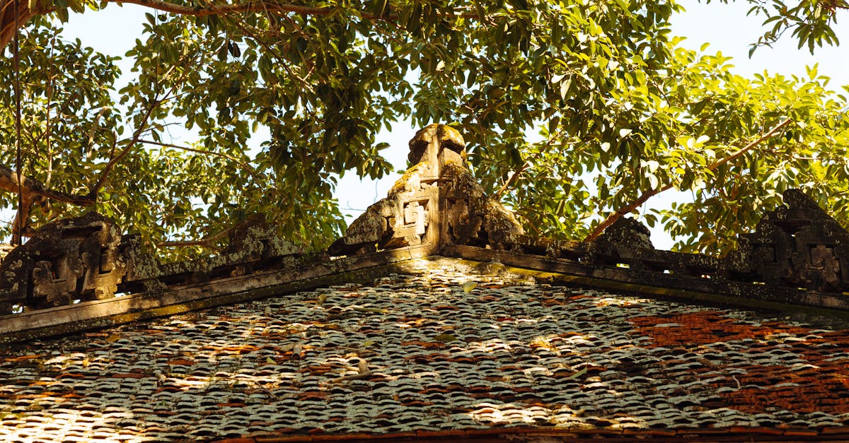 How to Choose the Right Chemical Termite Treatment for Your Home