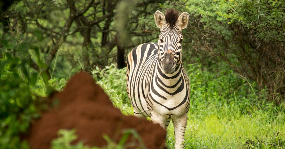 Long-Term Maintenance Strategies for Baiting Systems