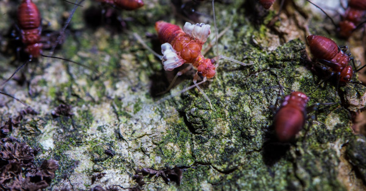 Maintaining Indoor Humidity to Deter Termite Activity