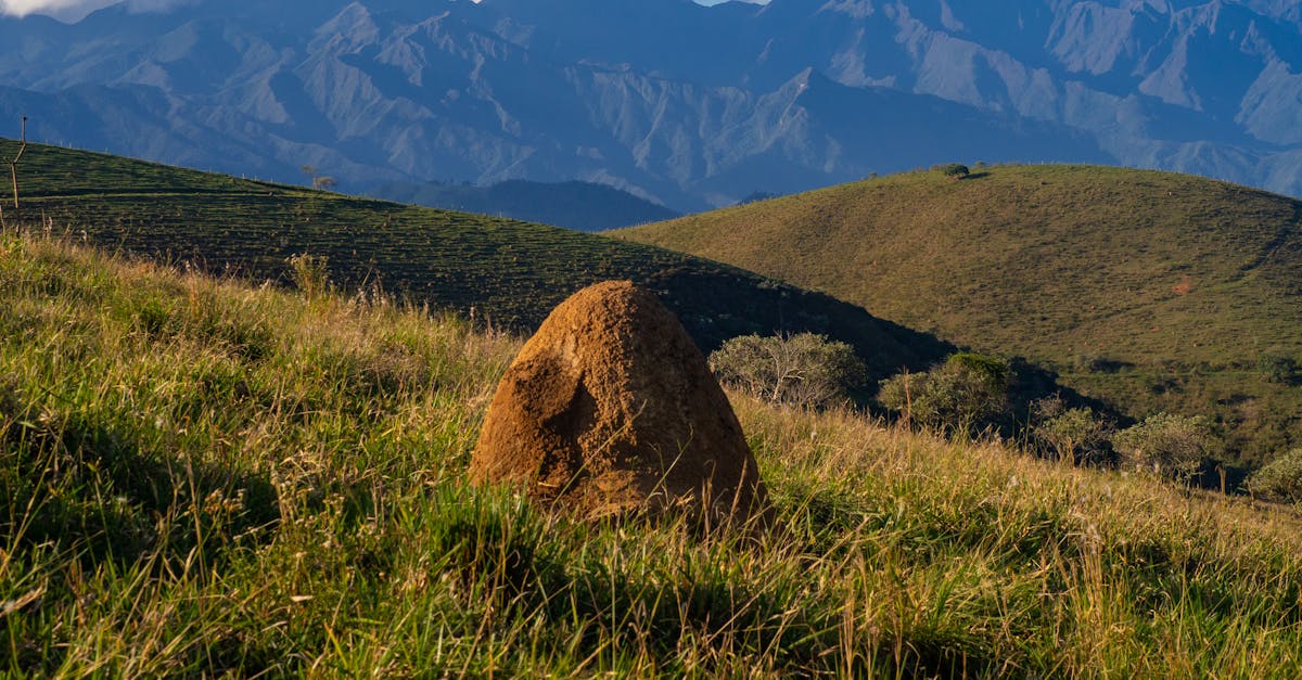 Safety Considerations When Using Chemical Treatments for Termites