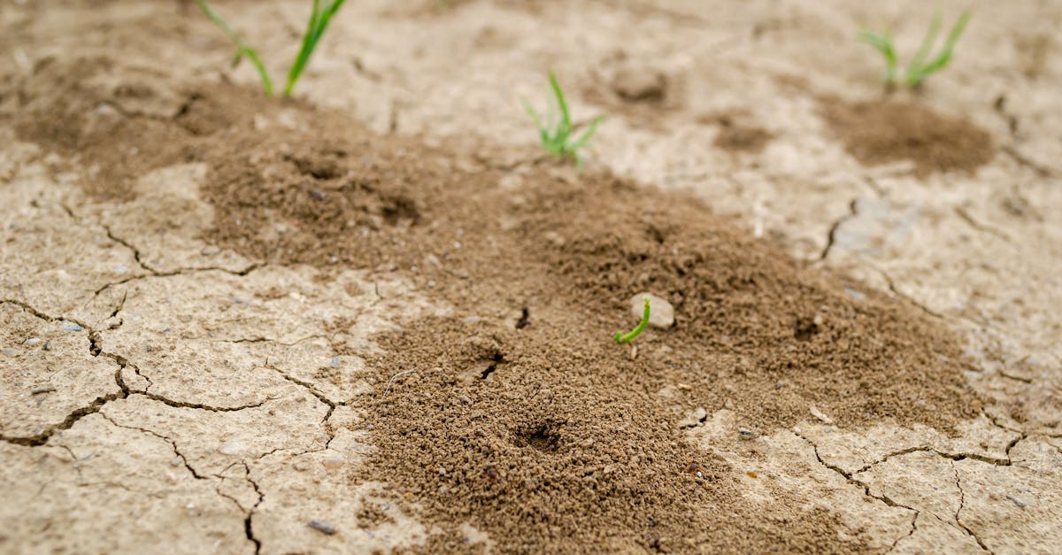 Strategic Plant Placement for a Termite-Resistant Landscape