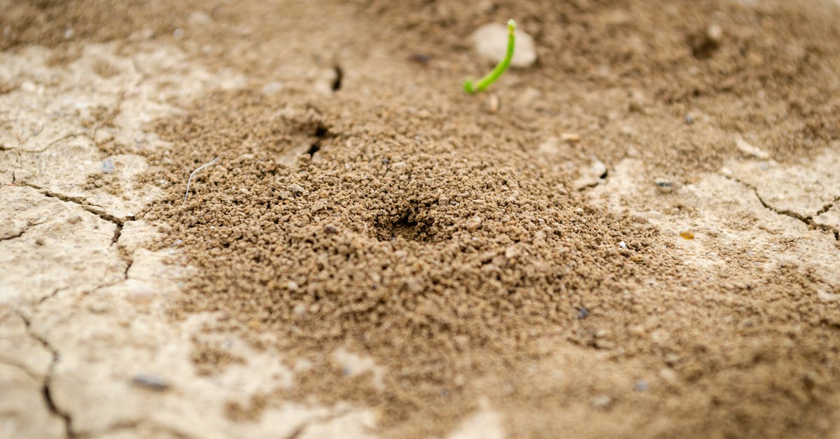 Technology's Role in Modern Termite Inspection Practices