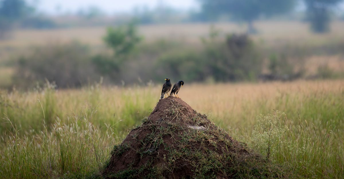 The Long-Term Efficacy of Borate Treatments Against Infestations