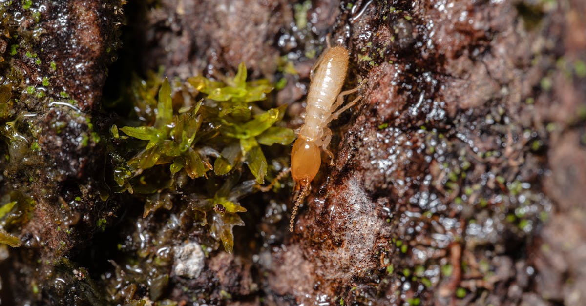 Understanding the Different Types of Chemical Treatments for Termite Control